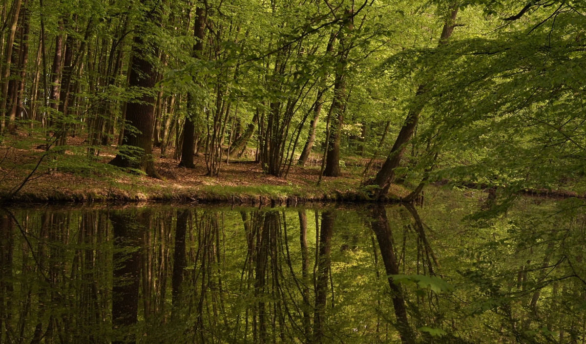 Wald am Wasser mit Pilze der Lausitz