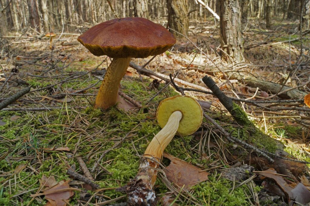 Aktuelles Bild: Fruchtkörper von Aureoboletus projectellus