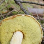 Fruchtschicht von Aureoboletus projectellus