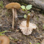 Entoloma farinasprellum