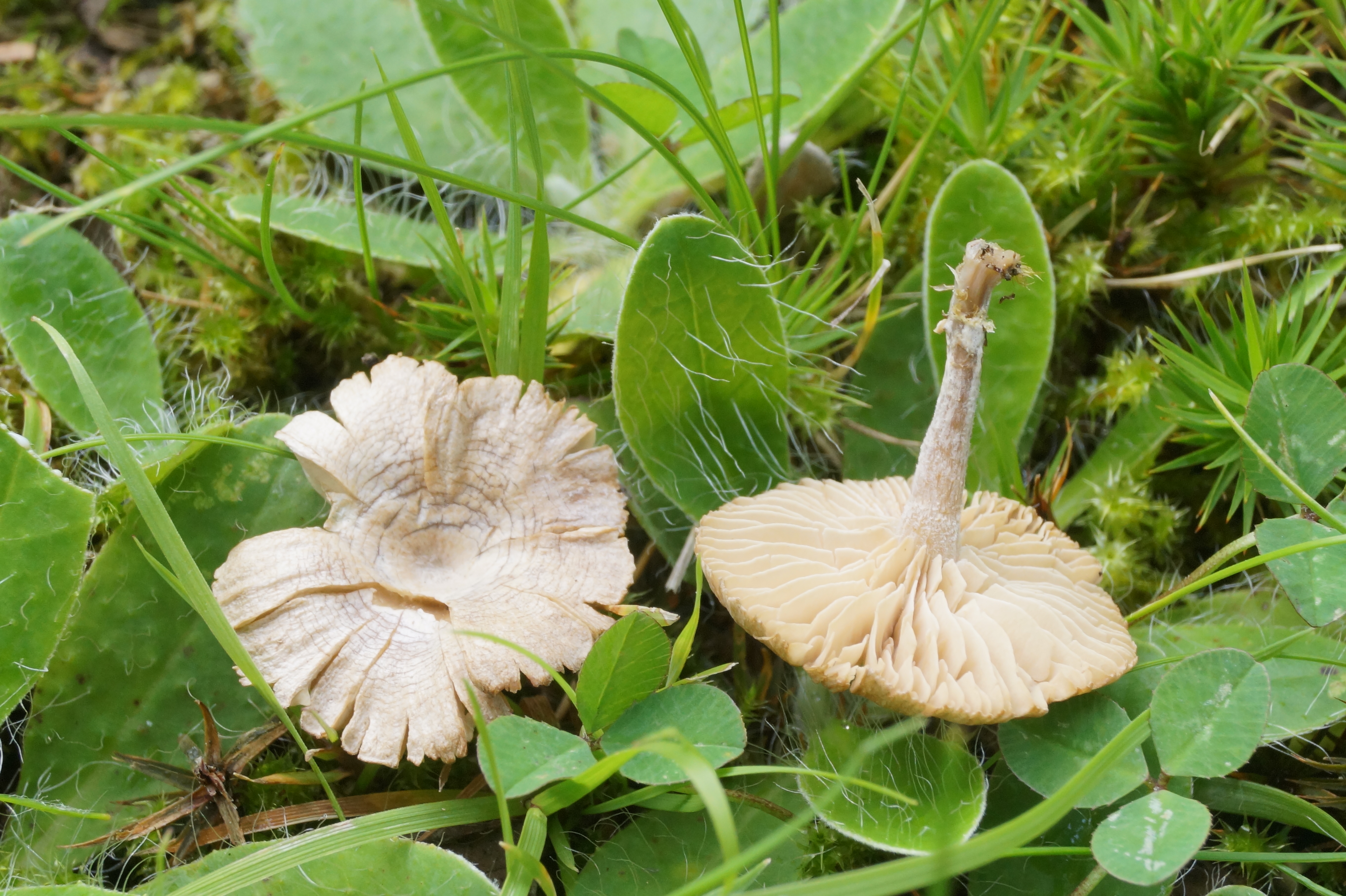 Rhodocybe caelata