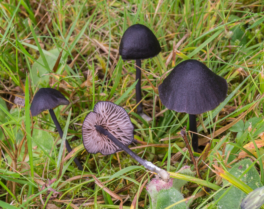 Aktuelles Bild: Fruchtkörper von Entoloma chalybaeum var. chalybaeum