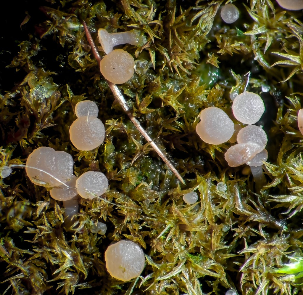 Aktuelles Bild: Dieses Bild zeigt Fruchtkörper von Roseodiscus formosus