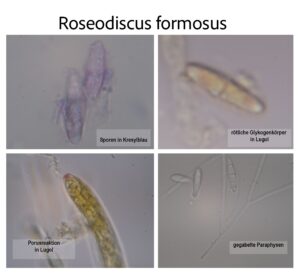 Collage der Mikrocharakteristika von Roseodiscus formosus