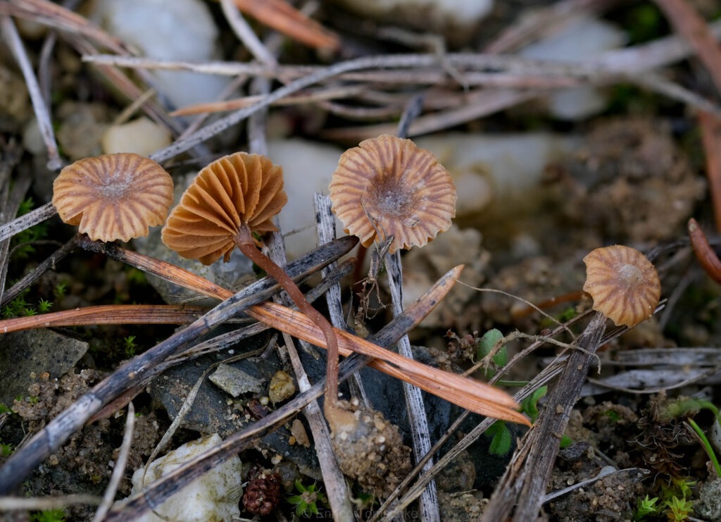 Aktuelles Bild: Fruchtkörper von Romagnesiella clavus