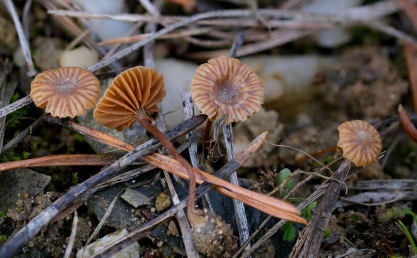 Fruchtkörper von Romagnesiella clavus