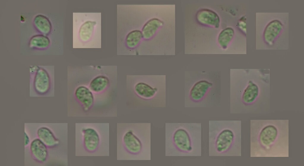 Sporen von Rhizocybe pruinosa